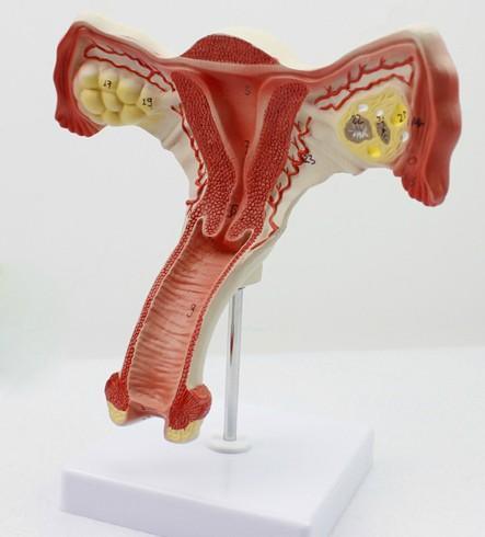孝感供卵试管婴儿技术会影响女性的健康吗？