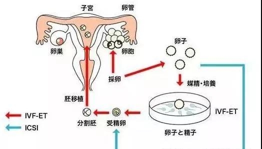 怀孕率还是活产率，辽源姐妹们大多对供卵做试管代怀成功率感到困