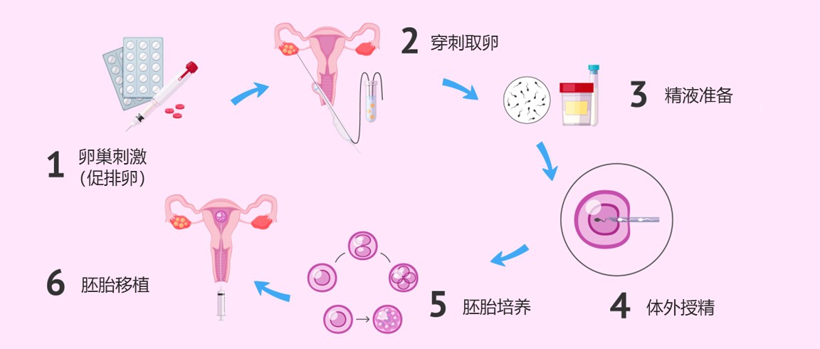 取卵越多胚胎越多吗（胚胎越多试管成功率越高吗？）